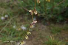 Astragalus hoffmeisteri
